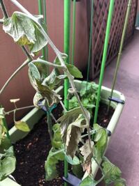 ミニトマトの苗を買ってきて1ヶ月以上経つのですが元気が無くて水が足りない Yahoo 知恵袋