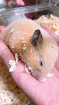 突然ハムスター キンクマハムスター がぐったりしてしまいました Yahoo 知恵袋