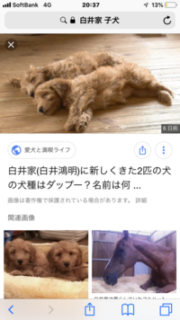 志村どうぶつ園に出てくる白井家の保護犬の茶色の仔犬がとても可愛くて気 Yahoo 知恵袋