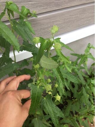 この植物の名前を教えて下さい 種から育てました 白い花の植物だったと思う Yahoo 知恵袋