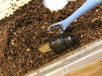成虫のカブトムシは土に潜りますか 昨日もらって今日やっとくぬぎマット Yahoo 知恵袋