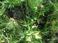 この オナモミみたいな つんつんした植物の名前がしりたいです Yahoo 知恵袋