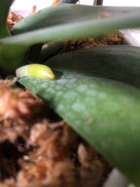 胡蝶蘭の葉が日焼けによるものなのか病気によるものなのか突然デコボコの陥 Yahoo 知恵袋