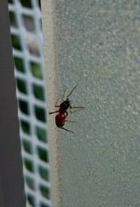 この蟻の種類わかりますか 結構大きくて お尻の方が赤茶色でした Yahoo 知恵袋