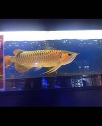 アジアアロワナのエラめくれについて 家でアジアアロワナ スマト Yahoo 知恵袋