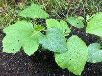 害虫駆除方法について質問 シソの葉がバッタに食われ 人が食べるとこがない状況に Yahoo 知恵袋