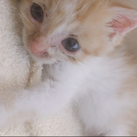 雑種の子猫なのですが目の色がブルーです キジトラと三毛猫の赤ち Yahoo 知恵袋