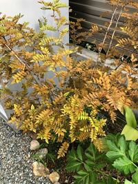 山椒の木は 突然死 しますよね 苗を買って植えるのですが ３ Yahoo 知恵袋