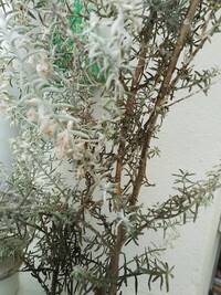 エレモフィラの茎や葉に焼け焦げたような跡があります 写真のよう Yahoo 知恵袋