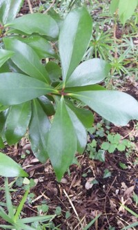 下記の品種で花粉症の影響がある樹木がありましたら どうかご教授くださ Yahoo 知恵袋