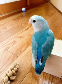 コザクラインコは飼いやすいですか 色の種類が多くてよく分かりま Yahoo 知恵袋