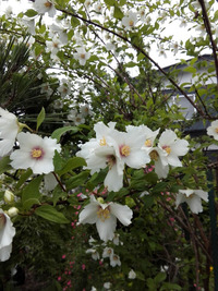 白色 花弁4枚 木の花この植物の名前わかるかたいらっしゃいます Yahoo 知恵袋
