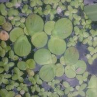 水草について 水槽に下の写真にある浮き草が湧きました大きさは Yahoo 知恵袋