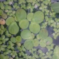 大きい方の浮き草の名前は何ですか アクアリウムメダカ水槽浮き草ウキ Yahoo 知恵袋