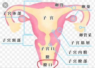 生理前や生理中って 膣口 か子宮口かわからないですが穴がひろが Yahoo 知恵袋