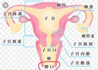 子宮口 生理前 福さん式とは？生理前に子宮口を内診すると排卵日がわかる？