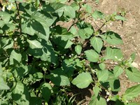 ほおずきを調べていたら秋と出てきましたが何月の花ですか こん Yahoo 知恵袋