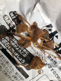 何故ミントは手で包んで叩くと より一層 香りがフワッと香るん Yahoo 知恵袋