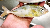 お魚キラーを海の堤防で使おうと思います エサは何を使うべきか 何が取れるか教え Yahoo 知恵袋