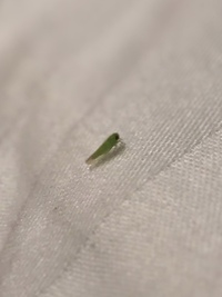 昨日 腕がちょっと痛いなー と思って見たら 黄緑のちっちゃい虫がついてたん Yahoo 知恵袋