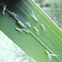 19 7 14愛知県一宮市ヨコバイの仲間かなあと思います 隣にいる毛 Yahoo 知恵袋