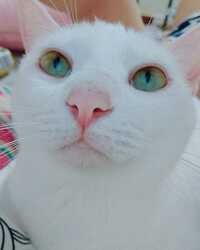 白猫の目が黄色と青です 他の猫たちは黄色1色とかなんですがこれは メラニ Yahoo 知恵袋