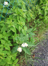 この白い花は茄子の花に似てますが何の植物か分かる方がいましたら Yahoo 知恵袋