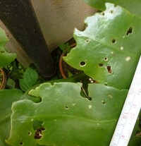 月下美人の写真です 葉っぱが虫食い状態です 原因は何でしょうか Yahoo 知恵袋