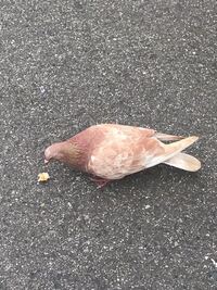 アルビノって珍しいですか 依然公園で白いハトを見ました写真を撮って家で調べた Yahoo 知恵袋