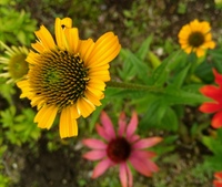 エキナセアの次の花芽を出すには 終わった花を切り戻す と説明 Yahoo 知恵袋