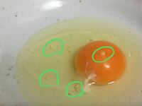 生卵の中に白い小さな粒が何個か入っているのですが、何でしょうか、食べれるでしょうか？ 