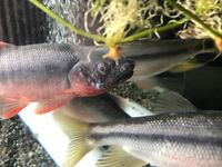 川魚 アブラハヤ の飼育について 川でアブラハヤという魚を取って Yahoo 知恵袋