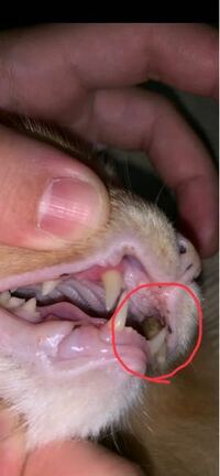 少々グロい画像ありです(＞＜) ウチで飼ってる猫なんですが、犬歯の根元が虫歯みたいに黒くなってます
いつからかは分かりませんが、歯磨きをしたことがありません。
痛そうにしてる素ぶりはありませんし、口を触っても大して嫌がりませんが、綿棒で触れると逆の犬歯に比べ少しグラつきがある気がします...
(ちなみに綿棒で触れても痛がったりはしません)

逆の犬歯に比べても赤丸を囲ってる方の犬歯が長く、口...