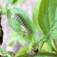 バジルを庭に植えているのですが 虫食いに悩まされています レモン水や Yahoo 知恵袋