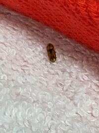これはコメツキムシでいいのでしょうか？ 最近部屋でいっぱい見かけます。2~3mm程度。茶色で背中に黒いラインがあります。殺虫剤をかけたところ、パシッって上に跳ねました。
ゴキブリの赤ちゃんとかいう可能性はありますか？