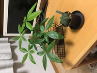 パキラの挿し木ってどこまで成長しますか 安物の小さいパキラで葉 Yahoo 知恵袋