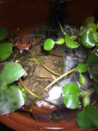 メダカの水槽用の赤玉土はホームセンター買える植物用でいいんですか Yahoo 知恵袋