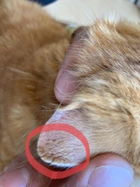 飼っている猫が小刻みに震えます 数ヶ月前から 猫が小刻みに震えま Yahoo 知恵袋