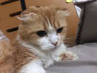 5年前 ペットショップでスコティッシュフォールド子猫を買いました 成長 Yahoo 知恵袋