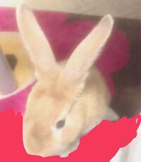 うさぎを飼ってます とにかく可愛くありません 懐かないし Yahoo 知恵袋