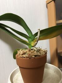 胡蝶蘭の植え替えについてです 3株に必要な水苔の量を教えて下さい Yahoo 知恵袋