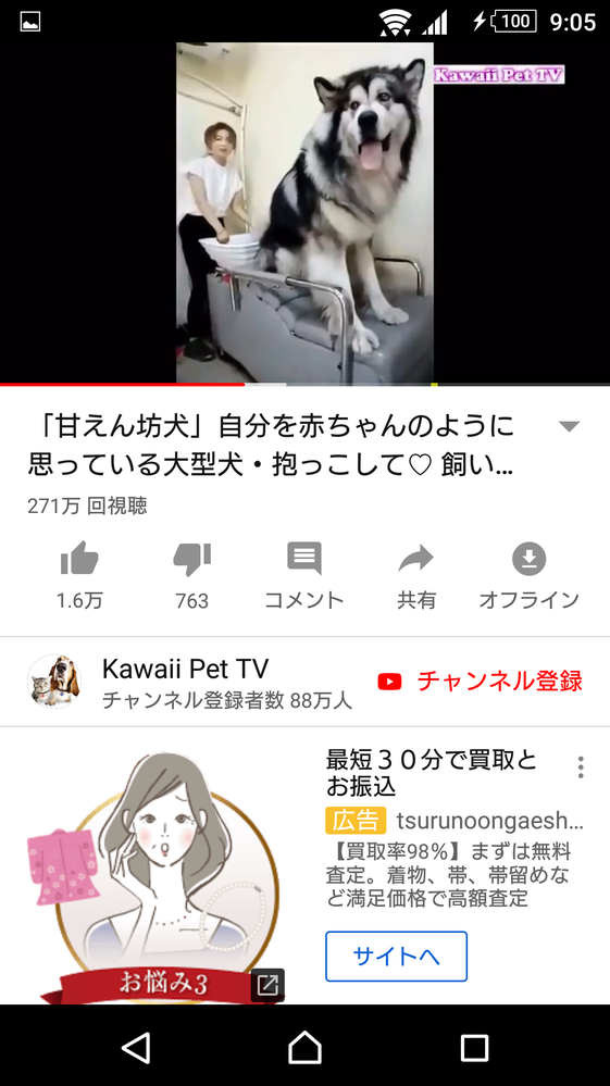 この大きい犬なんて犬種ですか おそらくアラスカンマラミュ Yahoo 知恵袋