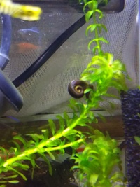 レッドラムズホーンを飼育していて黒い個体のが出てきたんですけどこれは Yahoo 知恵袋