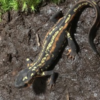 オキナワシリケンイモリの幼体の飼育方法について 今 恐らく上陸仕立て Yahoo 知恵袋