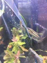 この目が青く光る熱帯魚は何て名前ですか 買った時にメモす Yahoo 知恵袋