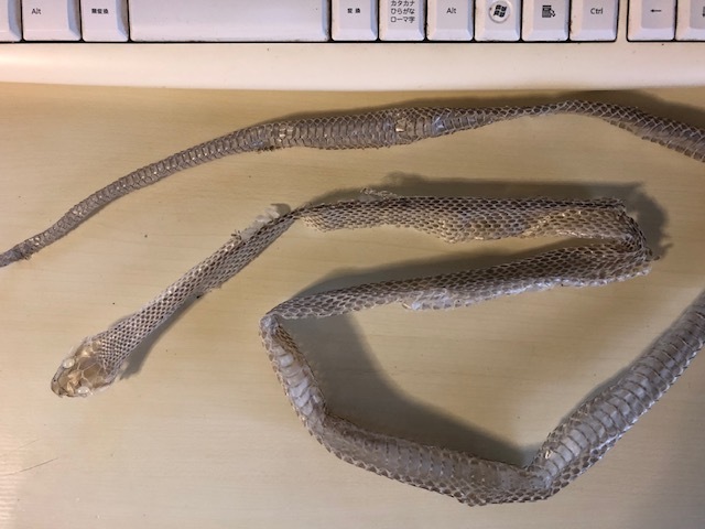 ヘビの抜け殻を見つけました。頭から尻尾まであります。金運には財布の