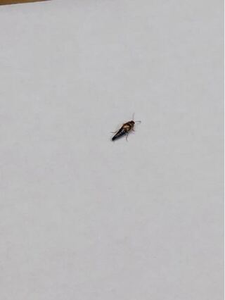 どなたかこの虫の名前わかる方いますか 背中にオレンジ色の Yahoo 知恵袋