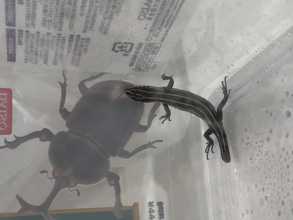 ヤモリの食べ物をあげたいのですが何か虫以外に食べるものはありま 