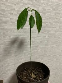 アボカドの栽培 水栽培から鉢植えに 水栽培で育てているアボカドの Yahoo 知恵袋