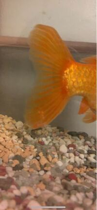 金魚がたまに狂ったように暴れるのは正常な状態ですか エラ病の症状 Yahoo 知恵袋